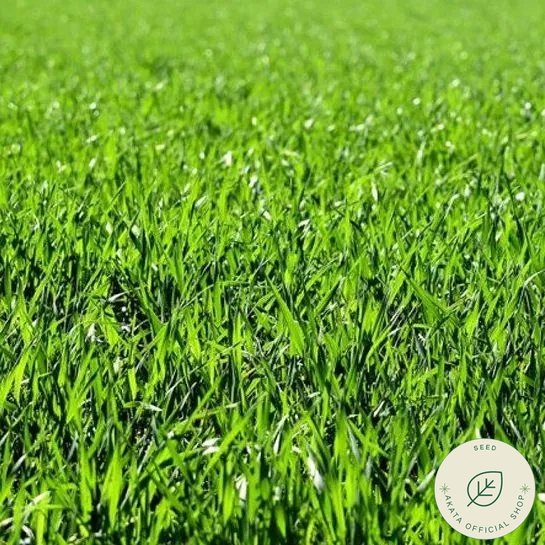 Bermuda Grass Lawn Seeds Only Green For Gardening 500pcs Shopee