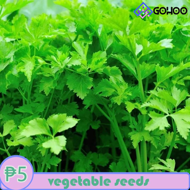 Kinchay / Kintsay Herbs Vegetable Seeds | Shopee Philippines