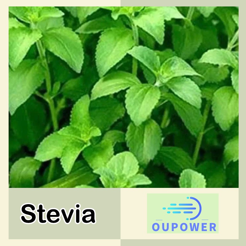 100pcs Stevia Plant Seeds Sweetener Home Garden Tropical Seeds Shopee