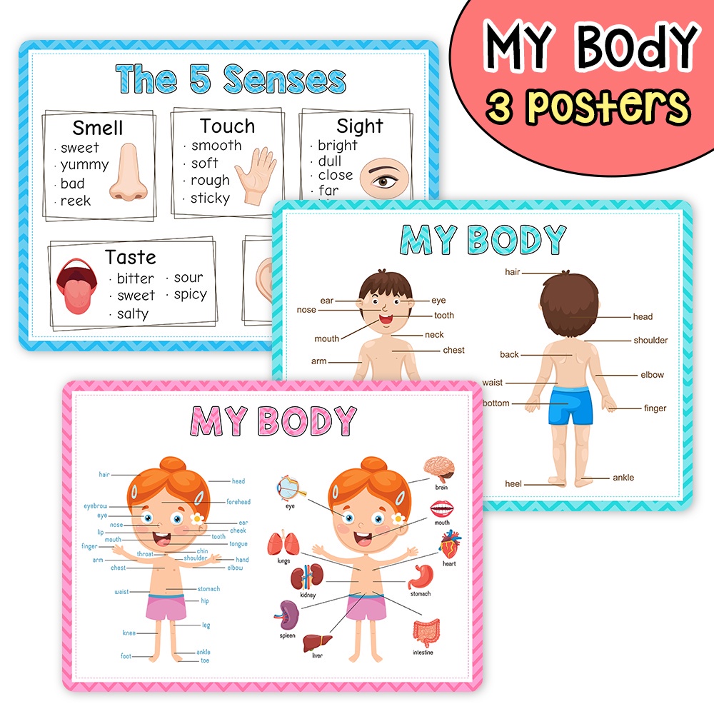 3Pcs My Body English Poster for Kids Learning English Words Educational ...