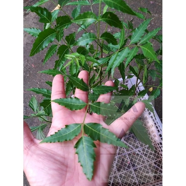 Neem Tree Plant Seedlings live Plant uprooted | Shopee Philippines