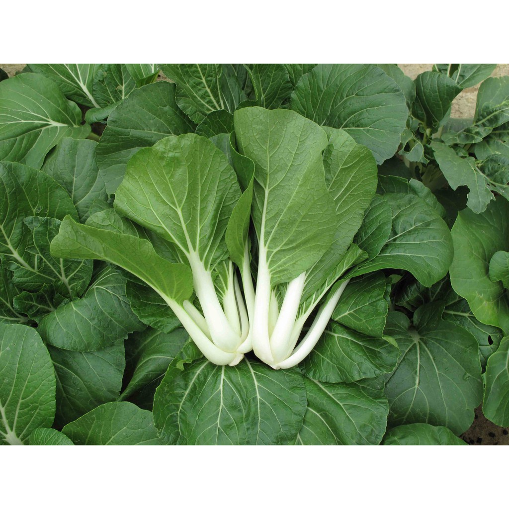Pechay Seeds (Black Behi) Vegetable Seeds 20PCS | Shopee Philippines