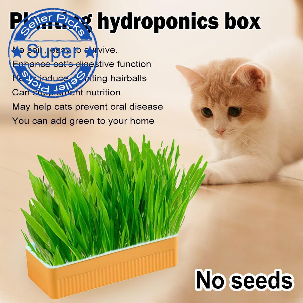 Cat Grass Box Breathable Hydroponics Cat Grass Planting Without Seeds