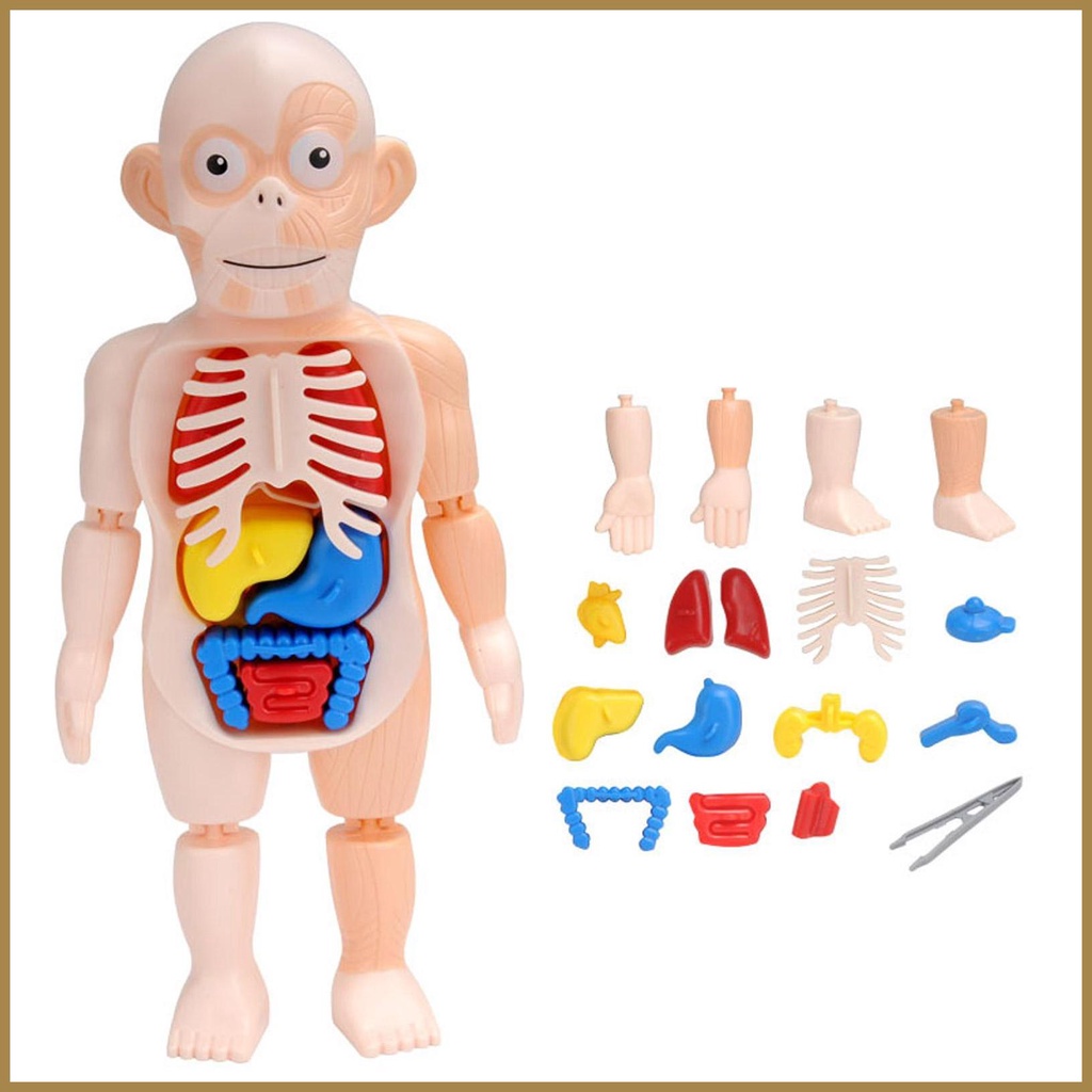 Toys Interactive Human Body Anatomy Figure Removable Body Doll For Kids With 15pk Organs Body