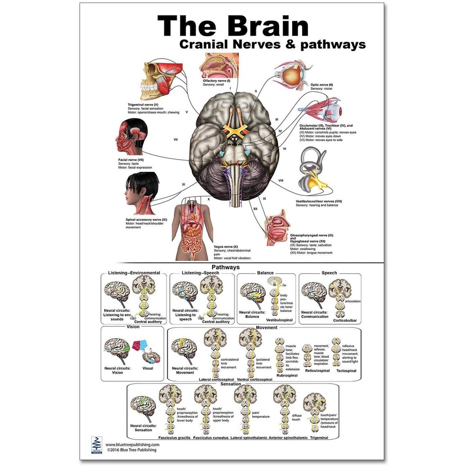 The Brain Poster Waterproof Cranial Nerves & Pathways | Shopee Philippines