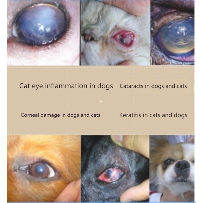 German cataract cat eye drops pet dog eye droppings eye drops