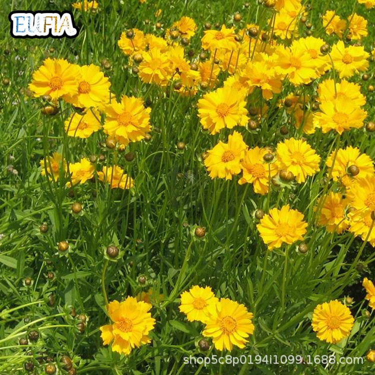 50 Golden Ball Chrysanthemum Seeds UK Garden Annual Yellow Tanacetum