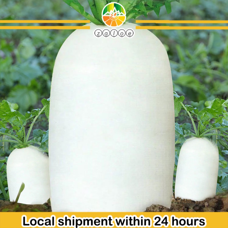 High Yield Snow White Radish Seeds (300 Seed) Hybrid Labanos Seeds for ...