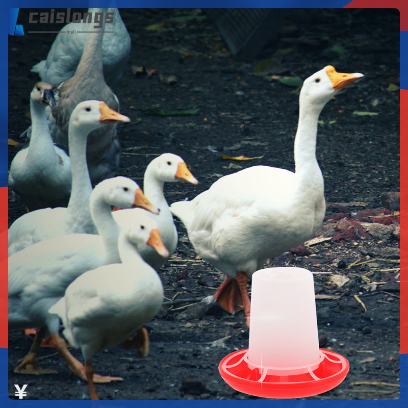 [READY STOCK] Poultry Chicken Water Jar Hanging Feeder Pigeon Waterer