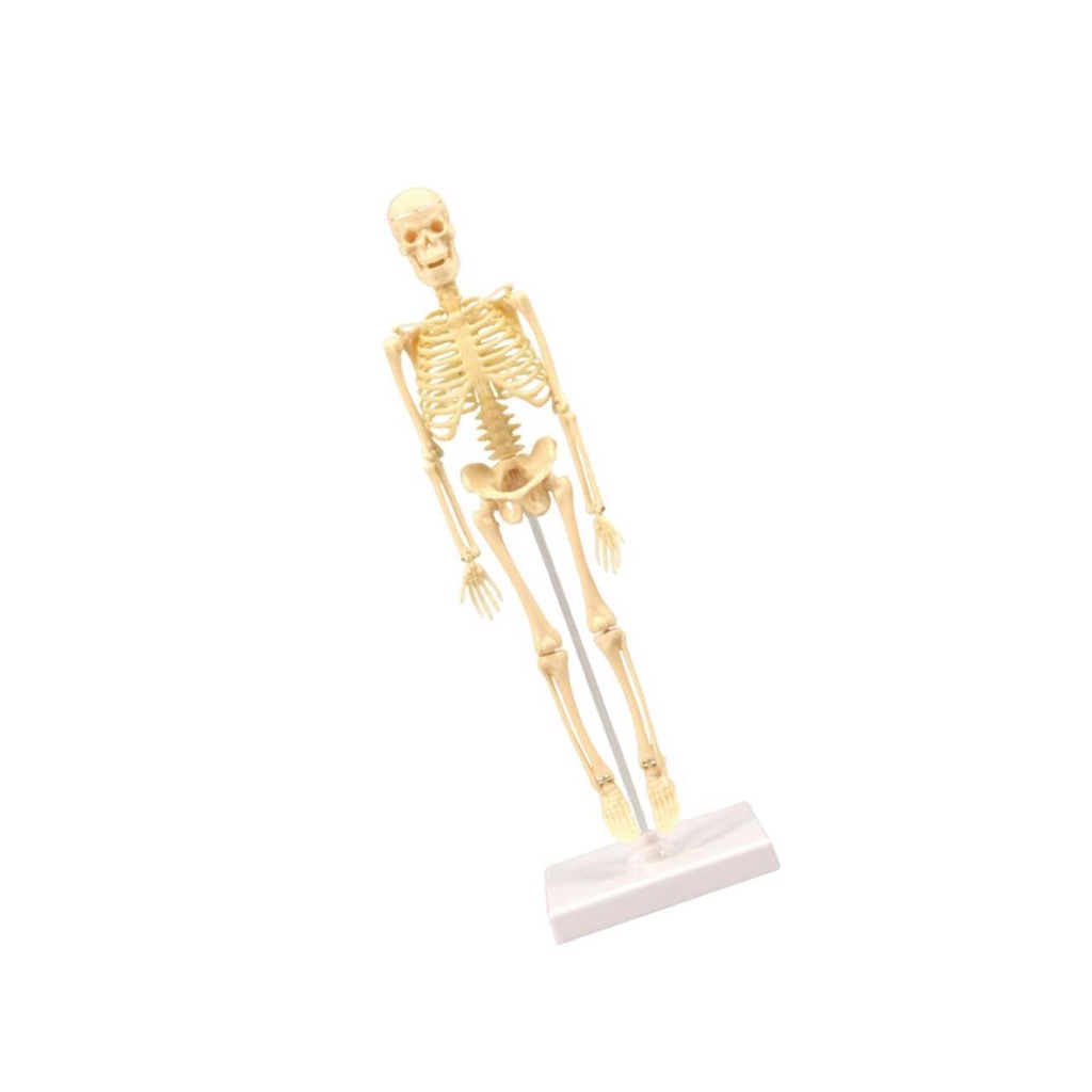 【Choo】 Educational Human Anatomical Anatomy Skeleton Model Display ...