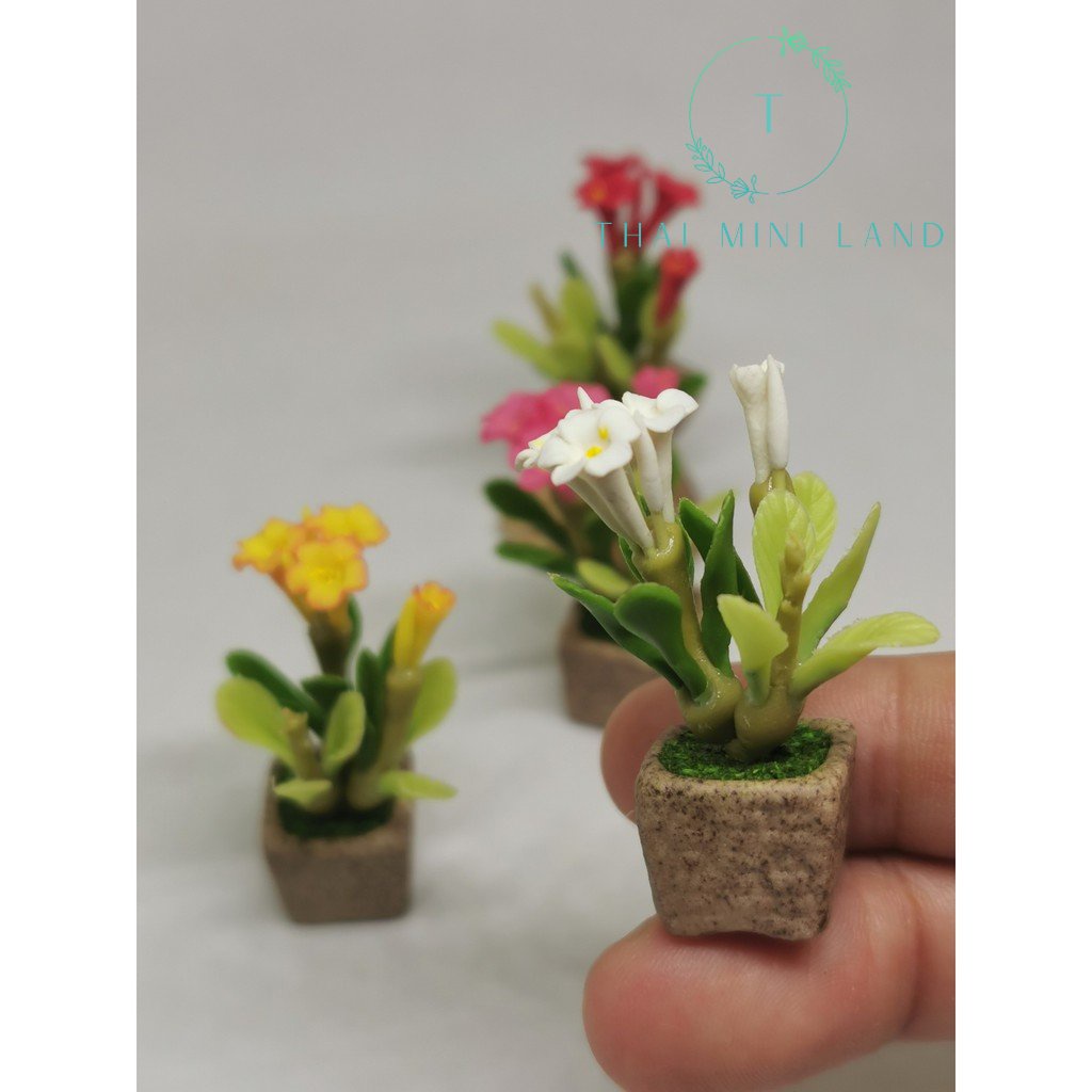 Miniature Flowers In Pots Clay Plumeria Mini Loudspeakers Brandon Items ...