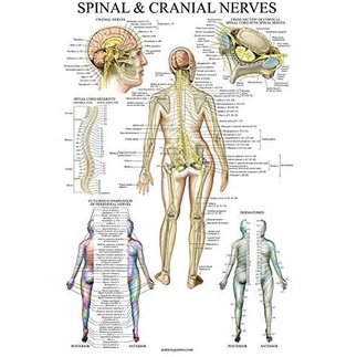 Spinal Nerves Anatomical Chart Spine and Cranial Nervous System Anatomy ...