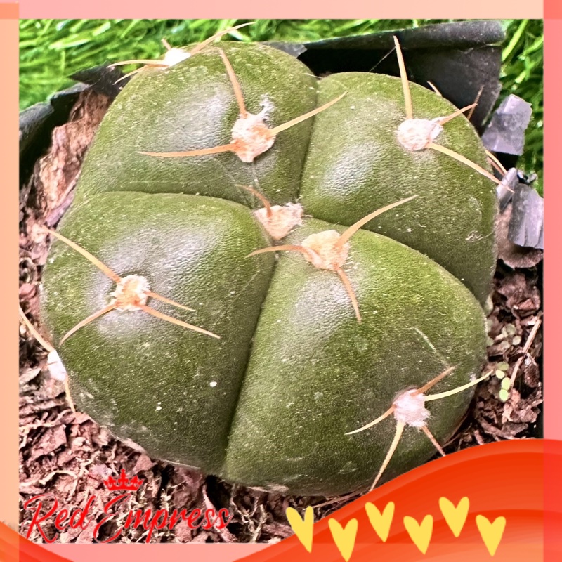 Rare 4 ribs Gymno Horstii | Shopee Philippines