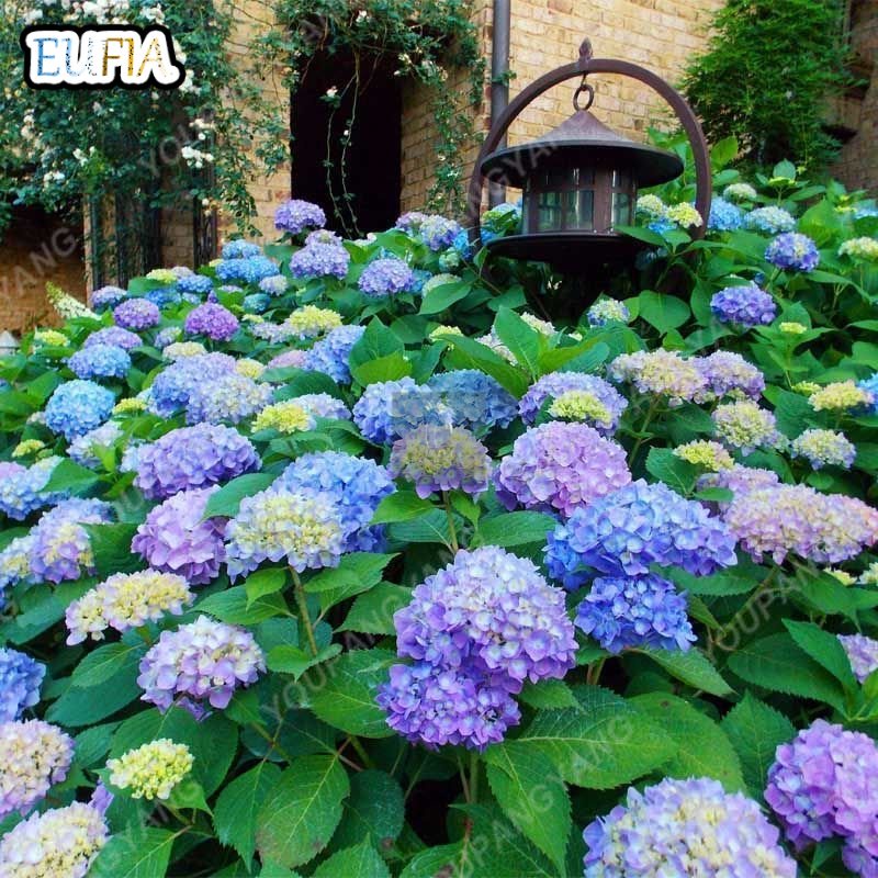 Mixed Hydrangea Seeds Flower Seeds for Planting Flowers Bonsai Flower