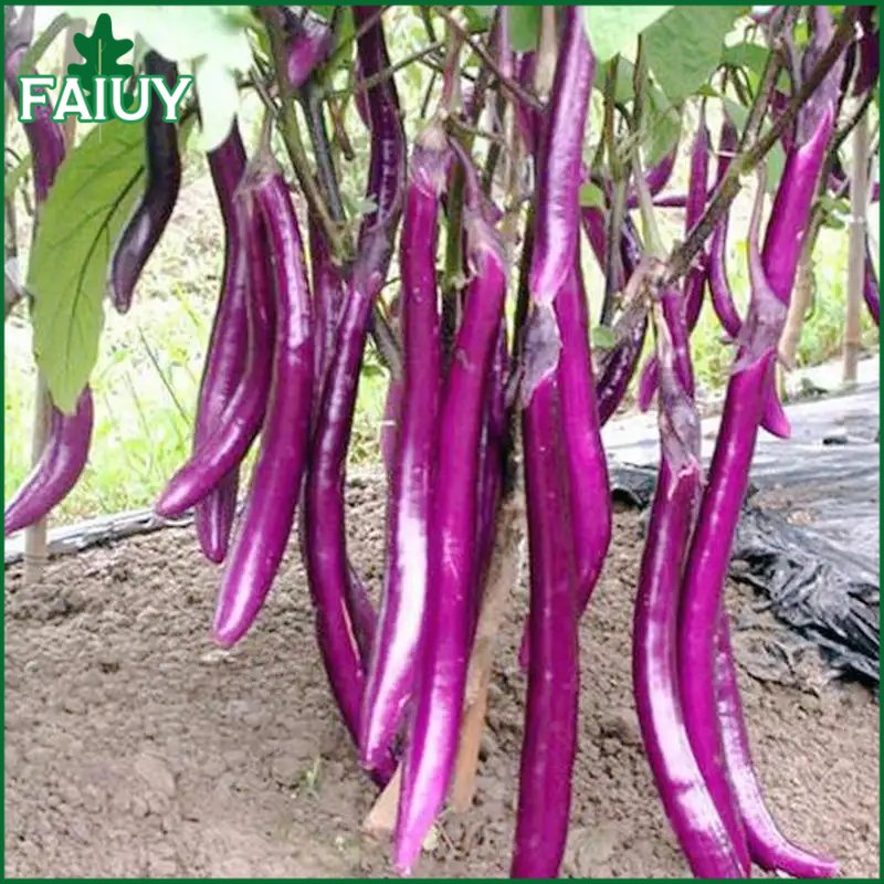 Super Long Purple Eggplant Vegetable Seeds 20pcs Shopee Philippines