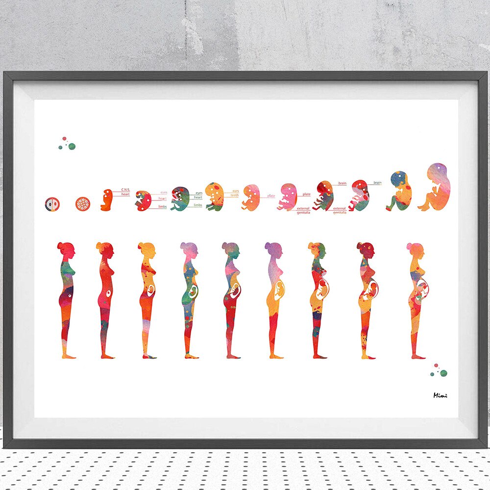 Pregnancy Stage Watercolor Poster Printing Fetal Development ...