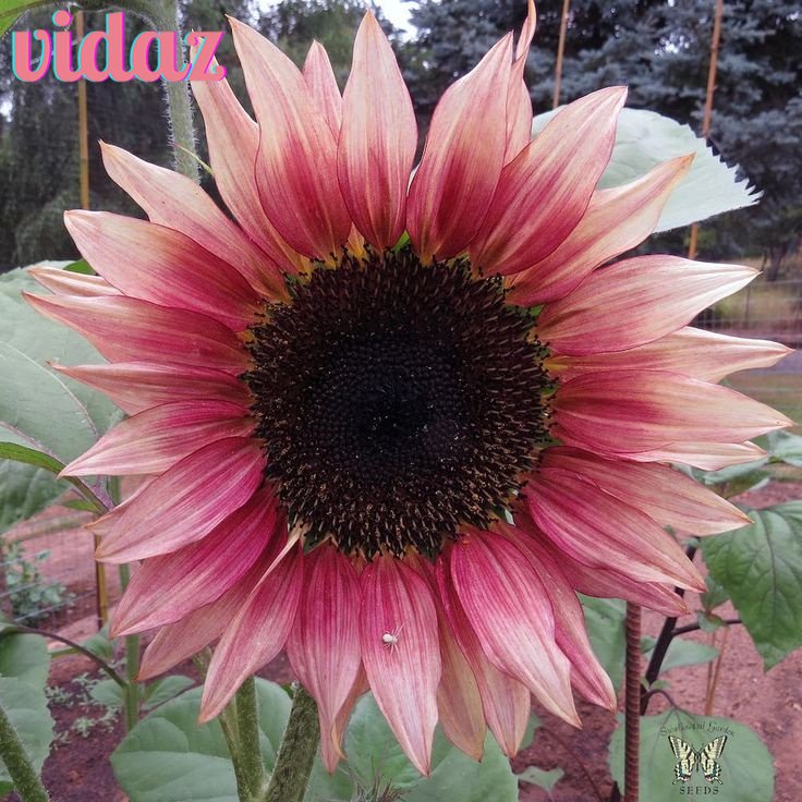 Pink Sunflower Plant Seeds Bonsai Seeds 20PCS | Shopee Philippines