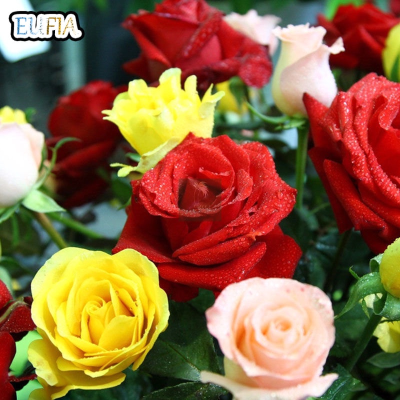 Bonsai Rare Rose Plants Beautiful Rainbow Rose Garden Flowers Seeds