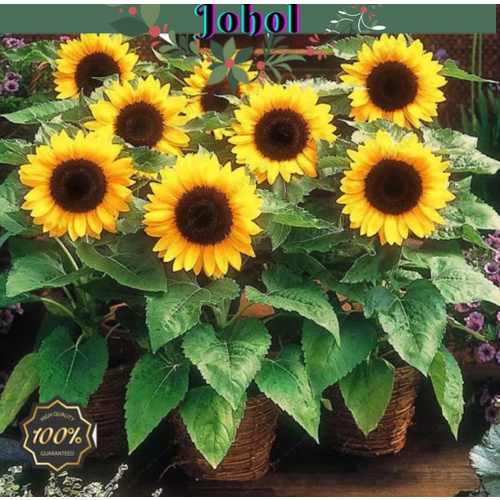 Sunflower Seeds For Pots 50PC Mini Sunflower Seeds Dwarf Sunflower Seeds  Sunflower Series Height 40cm Bonsai Flower Seeds Pink Sunflower Seeds Canada