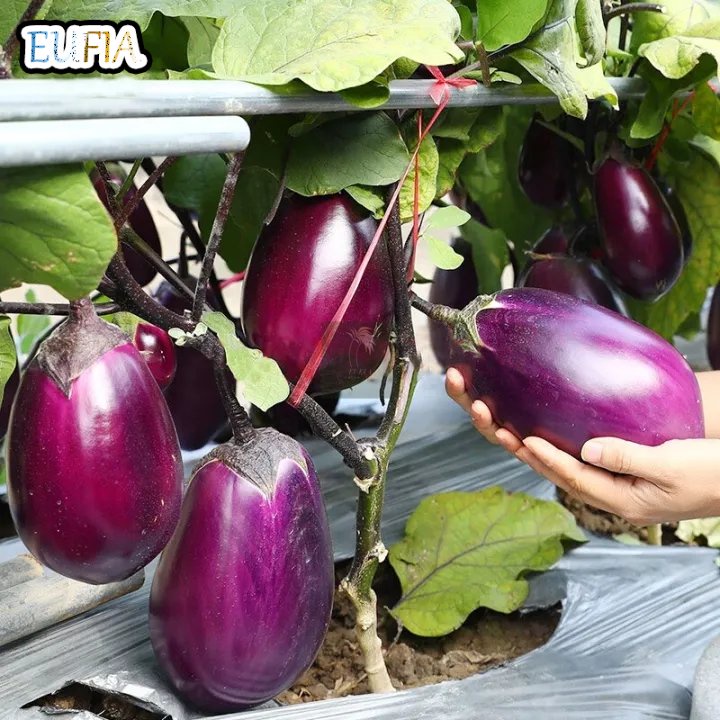 100 Original High Yield Purple Big Eggplant Vegetable Seeds Bonsai