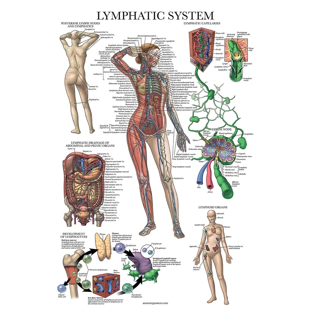 Laminated Lymphatic System Anatomical Poster Lymphatic Anatomy Chart X ...