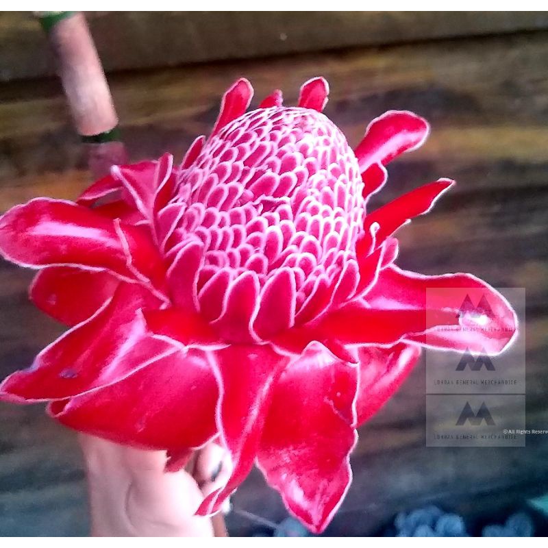RED torch and Shampoo Ginger Flower and live Plant Shopee Philippines