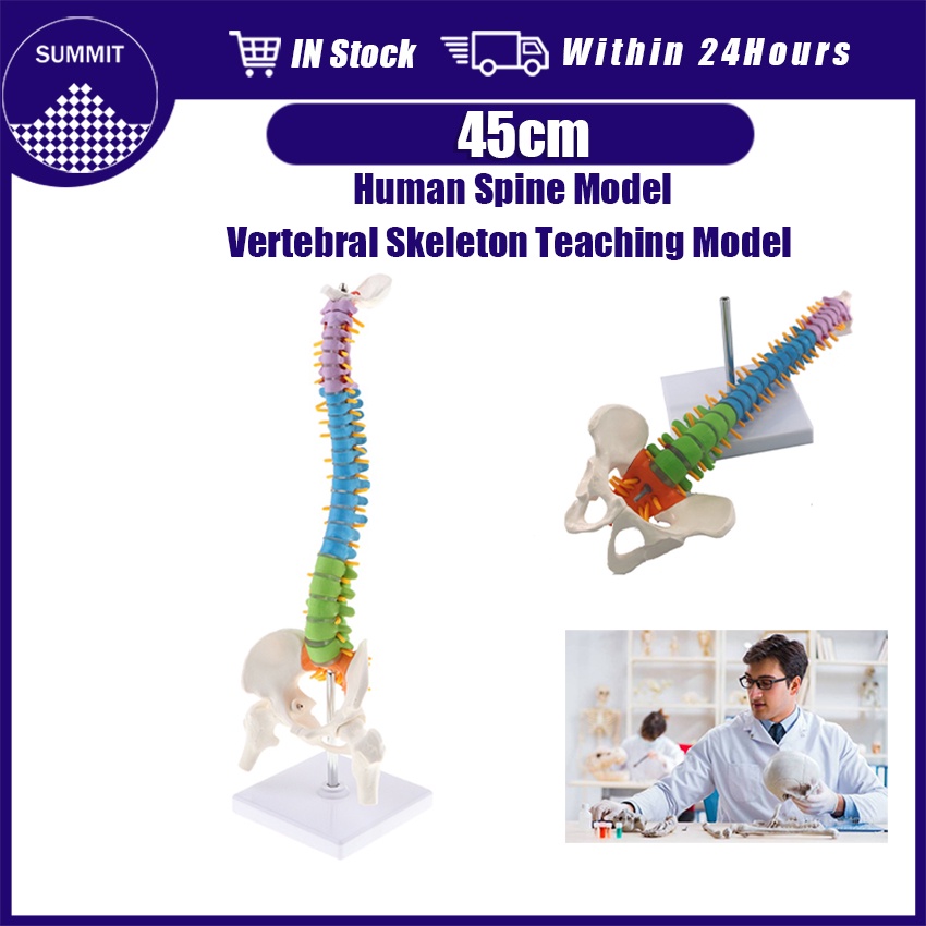 45cm Human Spine Model with Pelvic Model Human Anatomy Medical Models