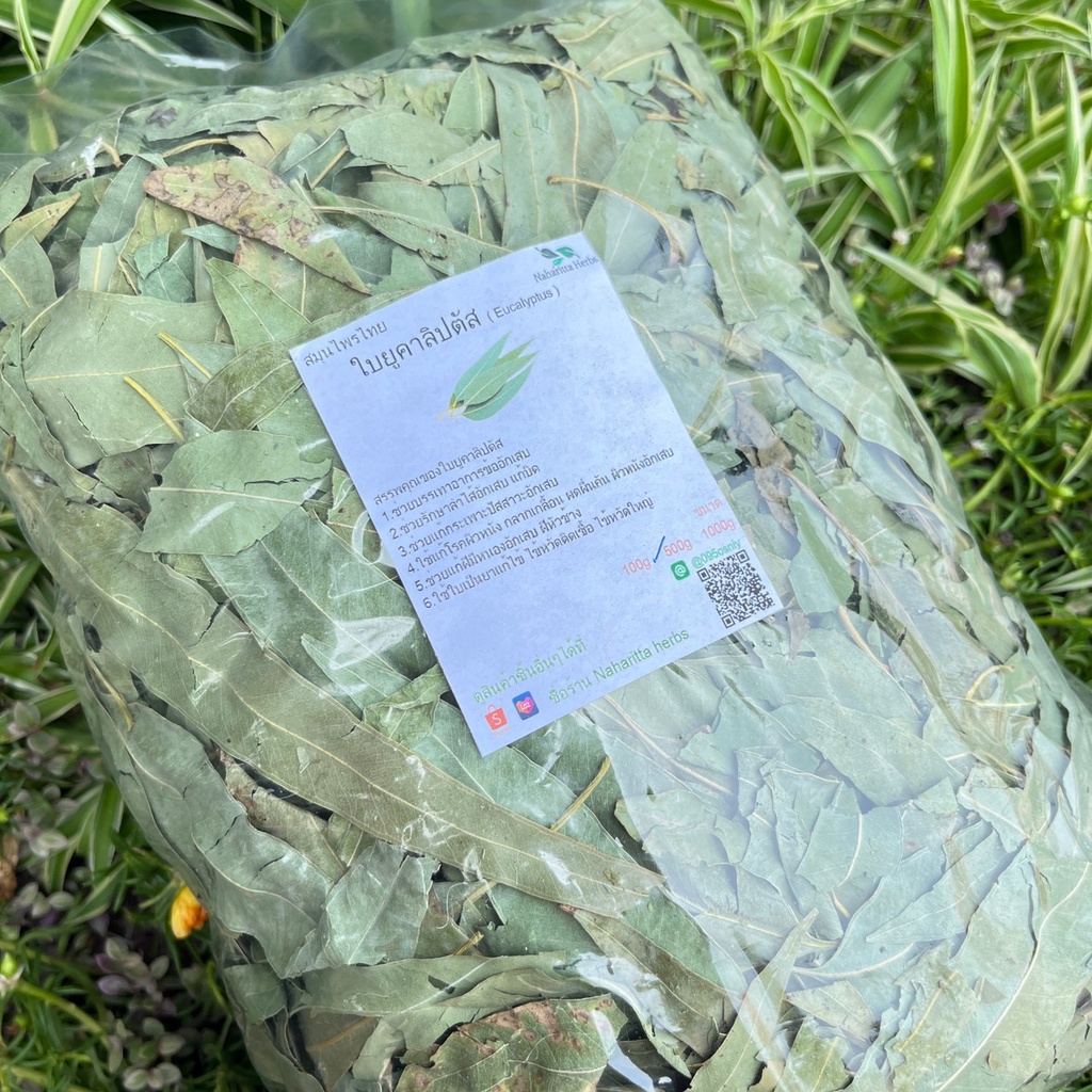 Eucalyptus Leaves Dried 500 Grams Fix Colds Cough Expel Phlegm Cure