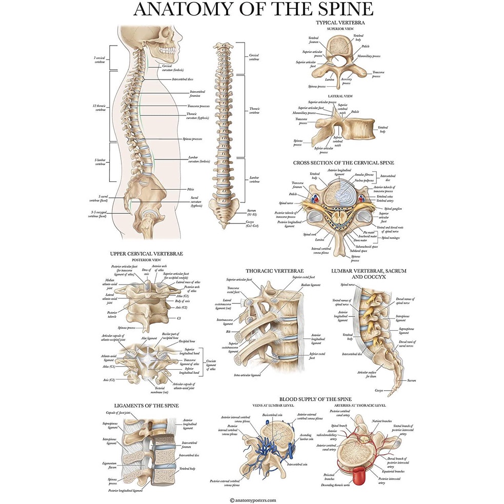 Spine Anatomy Poster Spine Anatomy Pattern | Shopee Philippines