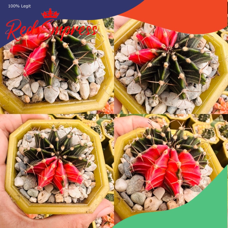 Thailand Variegated Gymno batch 2 | Shopee Philippines