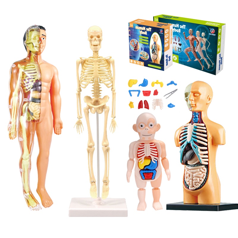 3D Human Body Torso Model Educational Assembly Learning DIY Toys Human ...