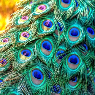 50 Pcs/Lot Natural Peacock Feathers Crafts 25-80cm Dress Decor
