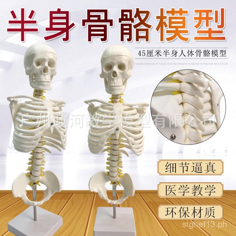 45cm 1:1 Scale Human Skeleton Model Medical Teaching Model with Stand ...