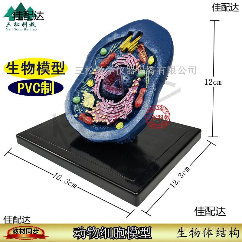 Structure Teaching Aids Model Teaching Model Junior High School Animal ...