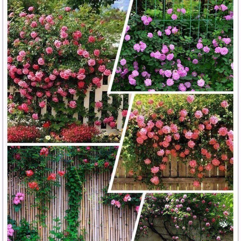 20PCS/PACK Mixed Colors Climbing Rose seeds-Beautiful Climbing Rose ...