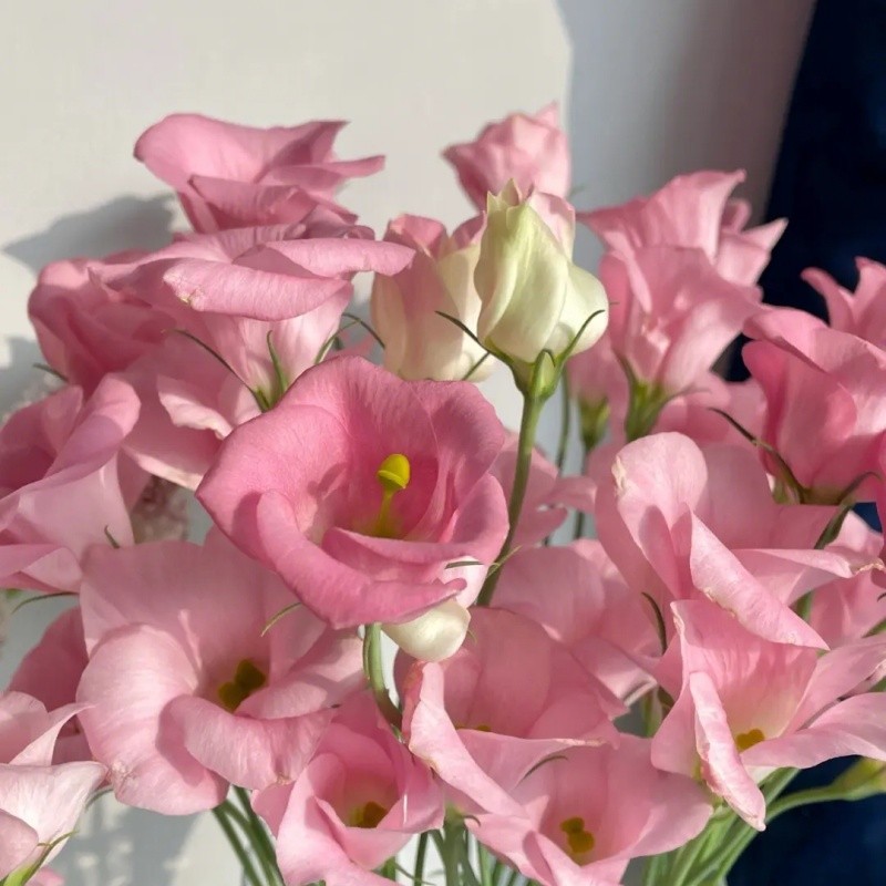 Pink Eustoma Grandiflorum Seed about 20 Seeds/bag Indoor and Outdoor ...