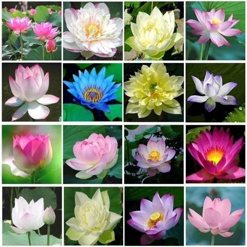 thumbnail image 2 of 10 Mixed Lotus Bowl Water Lily Seeds – 2024 New, Multicolor (Blue, Pink, White, Purple) For Temperate Climates 2 of 6