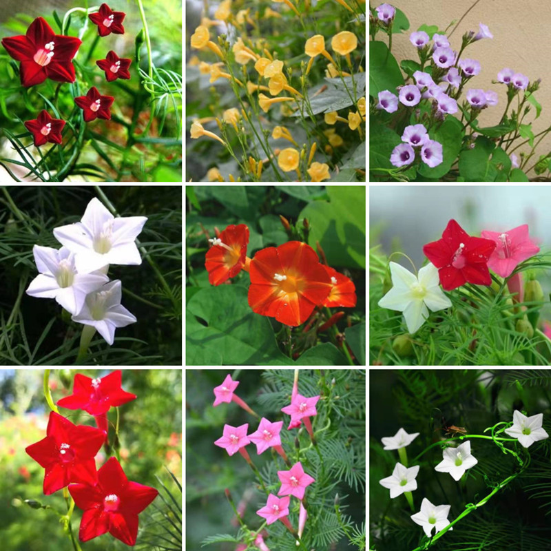 20 Seeds Assorted Cypress Vine Flower Seeds for Sale Mixed Vines Seeds ...