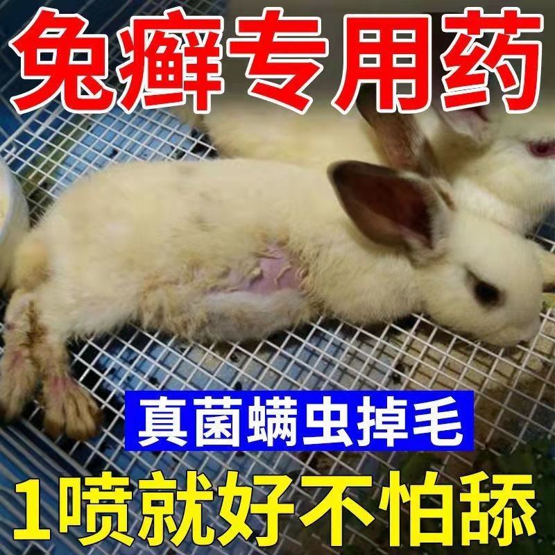 Rabbit Skin Disease Dedicated Fungus Infection Rabbit Caused Dermatitis ...