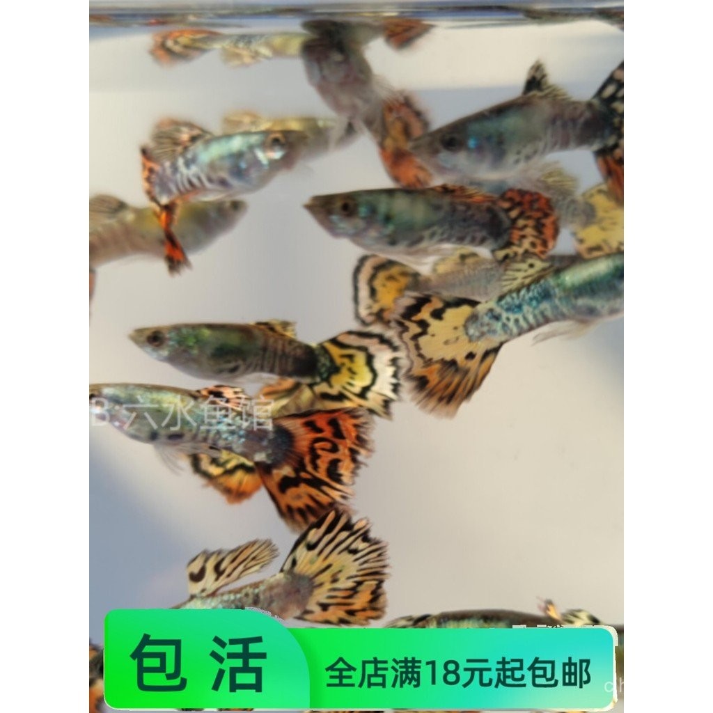 Tropical Fish Flower Tiger Guppy Breeding Mother Fish Prepartum Premium