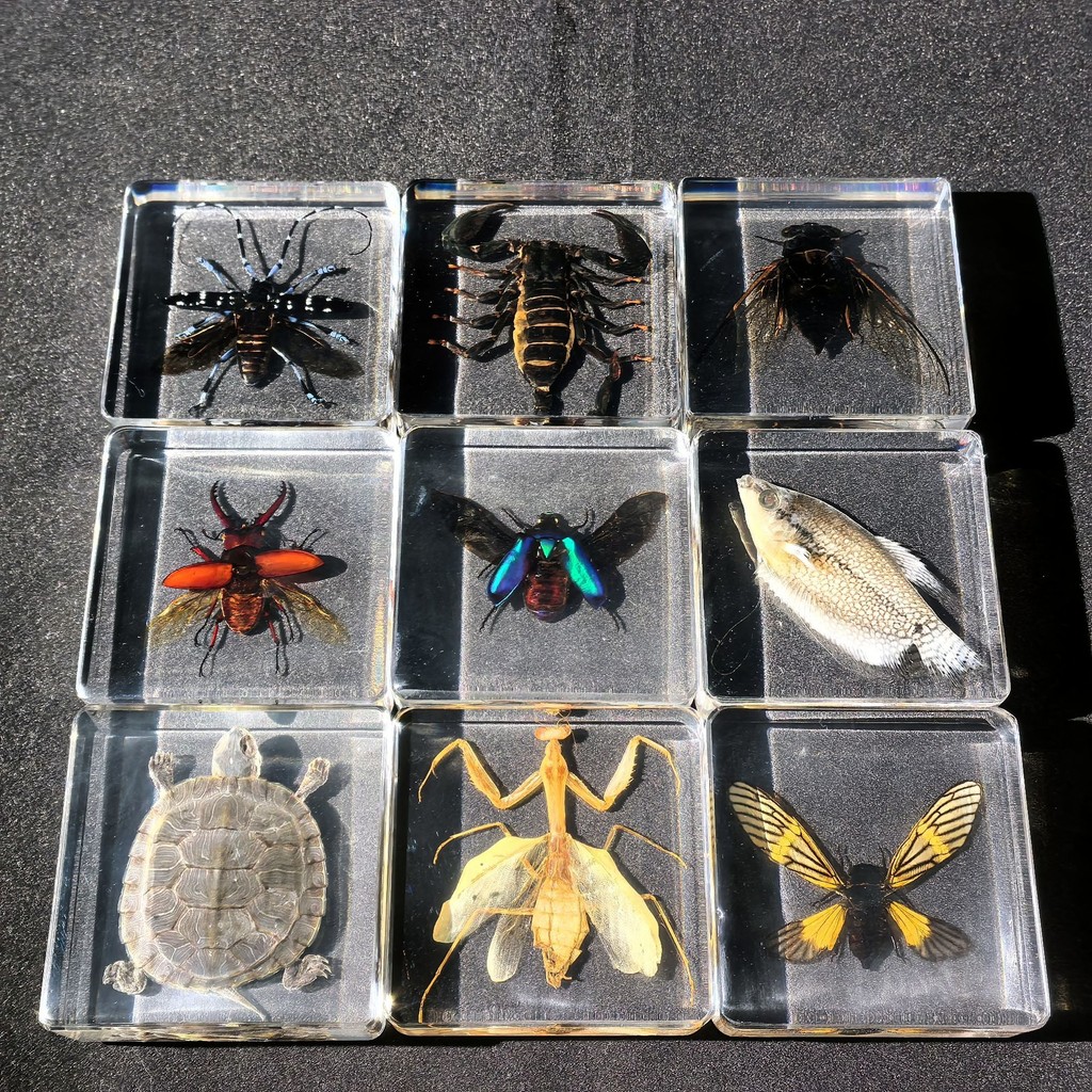 Real Insect Amber Specimen Animal Transparent Resin Ornaments Primary ...