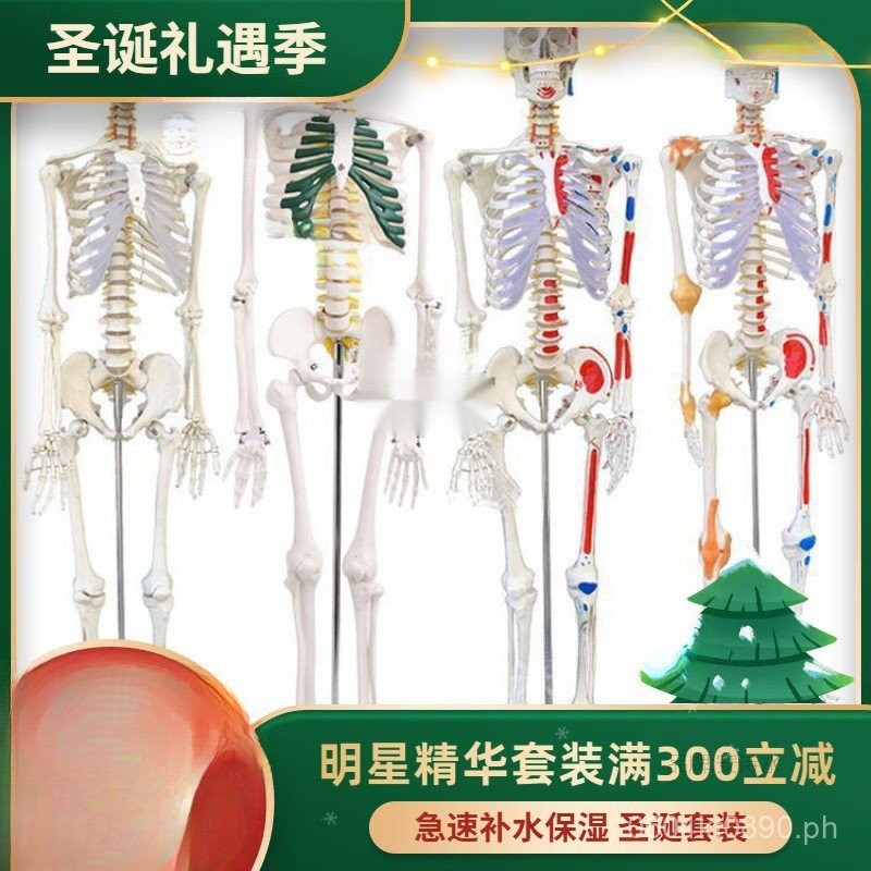 Skull with Anatomical Muscles Skeleton Small Miniature Full Body ...