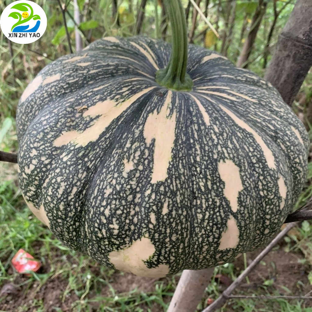 Shop squash seeds for Sale on Shopee Philippines