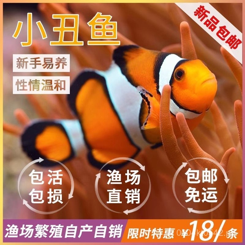 Artificial Printed Clownfish Live Fish Saltwater Nemo Clown Snow White ...