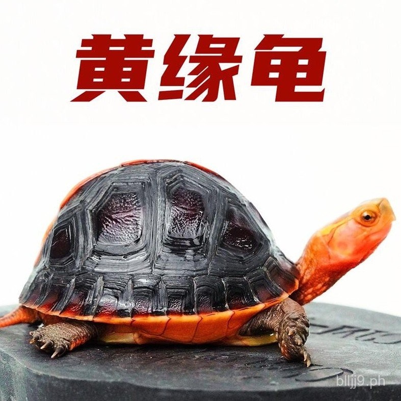 Yellow-Margined Box Turtle Live Baby Turtle Safe Margined Box Turtle ...
