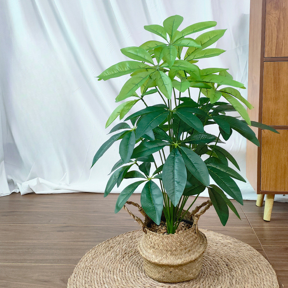 money tree coeur d'alene idaho Braided Money Tree  Local Delivery in Portland
