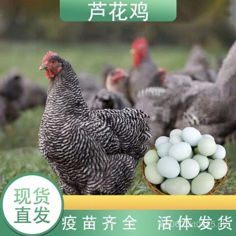 Roe Deer Chicken Free-Range Chicken Broiler Live Broiler Roe Deer ...