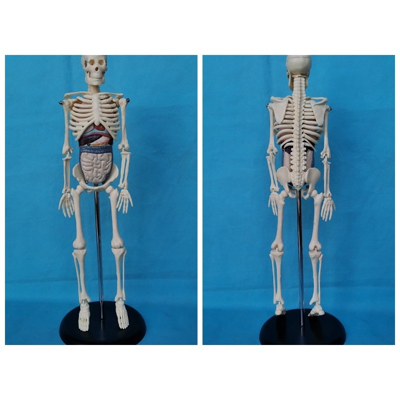 Good Quality 45CM Human Body Skeleton Assembly Model with Internal ...