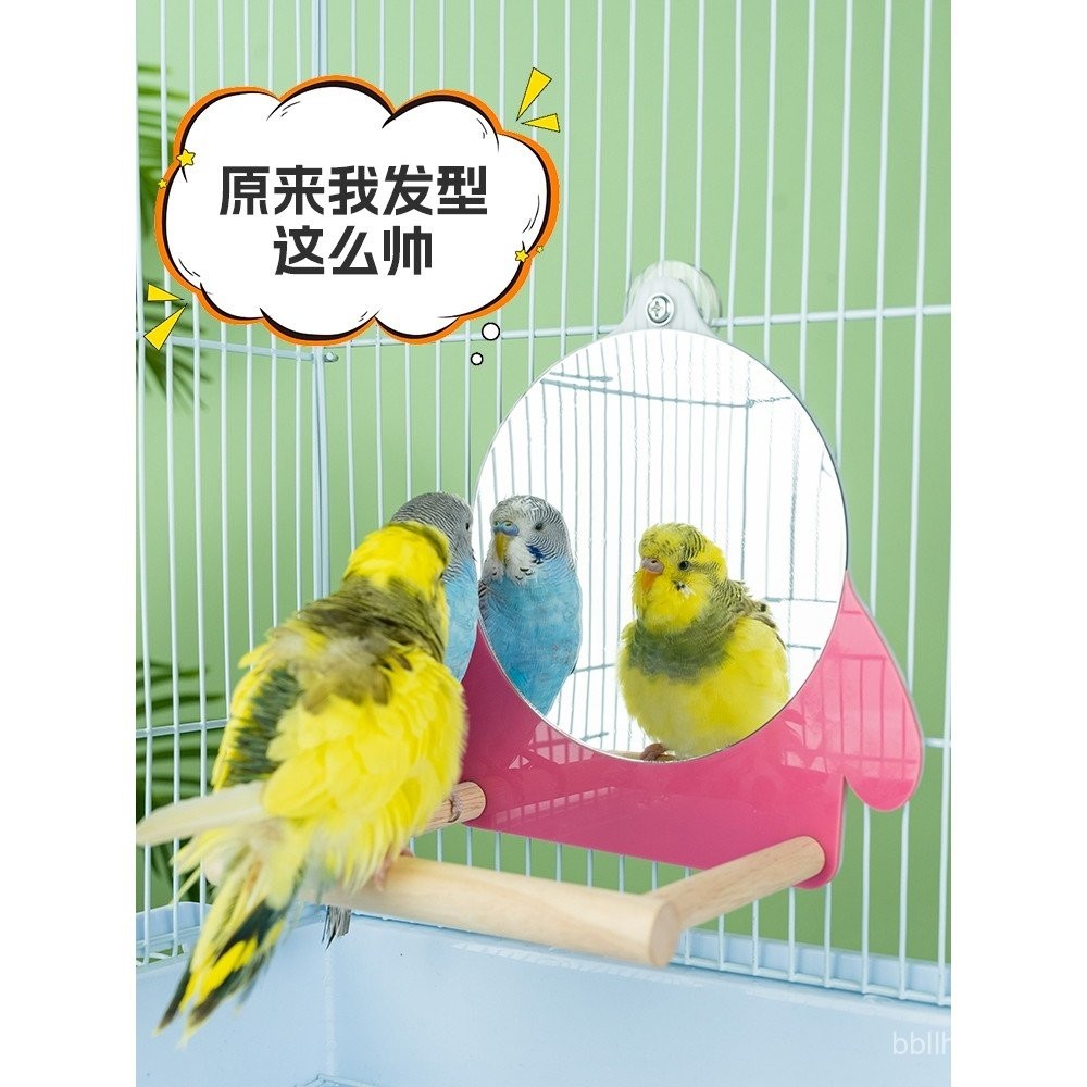 Beautiful view of Bird Cage Attachment For Boredom