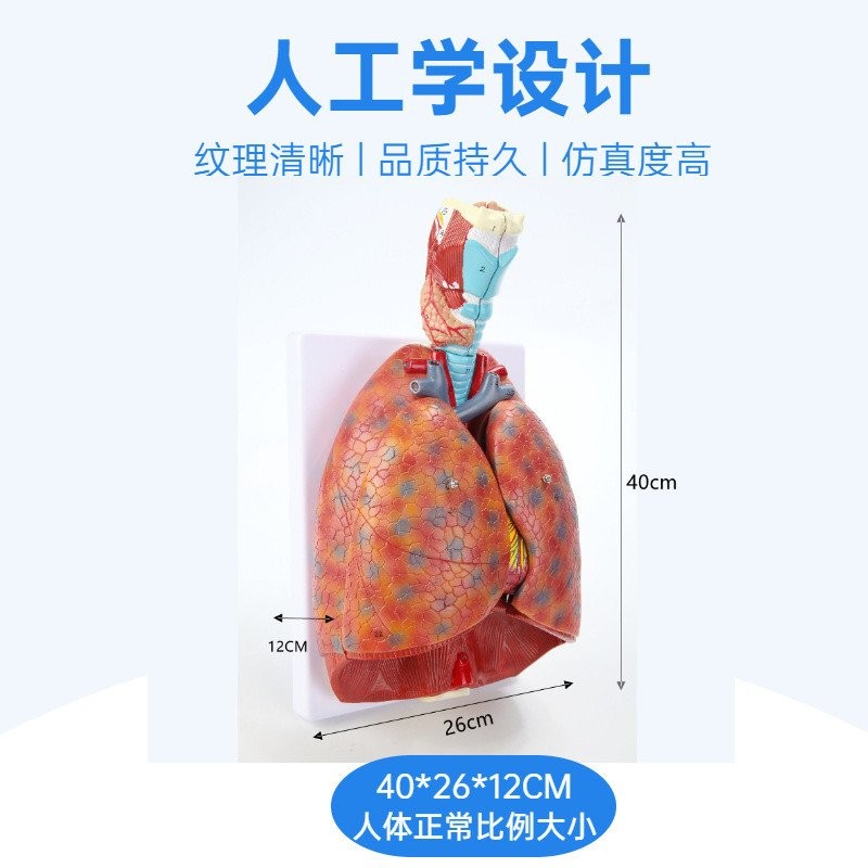 Buy Lung Anatomy Model, Life Size Respiratory System Model-Longitudinal Section Of Head Throat And Lungs Alveolar Lung Bronchus Mouth Nose Throat Medical Anatomy Educational Teaching Tool - View #11